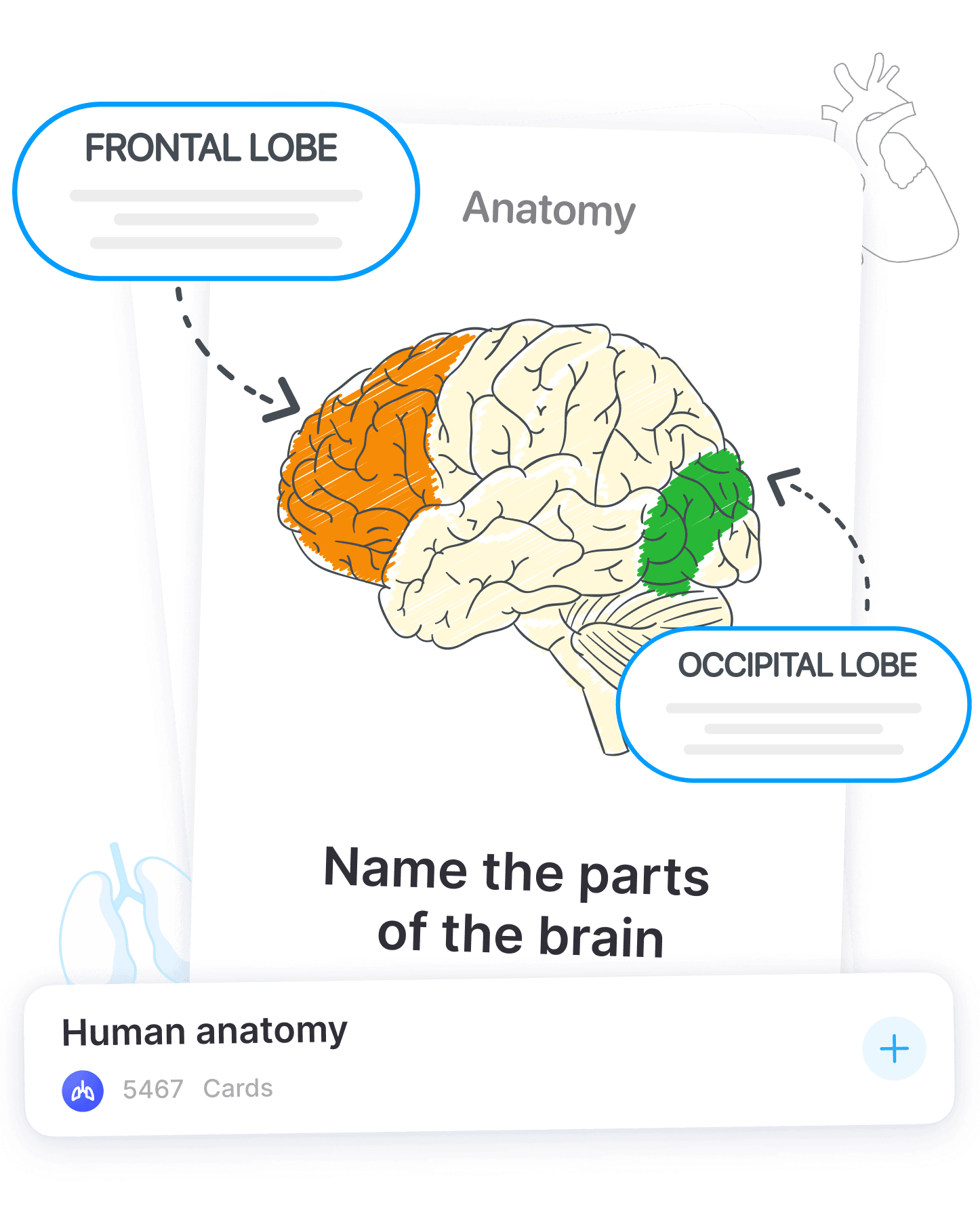 Funkcja Image Occlusion Anki Pro