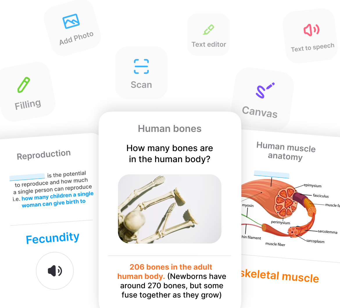 Customize Your Anatomy Flashcards